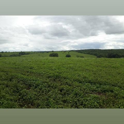 Fazenda com 380 hectares na região de macaiba - Foto 4