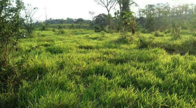 Propriedade Rural 84 Hectares com Título Definitivo - Foto 4