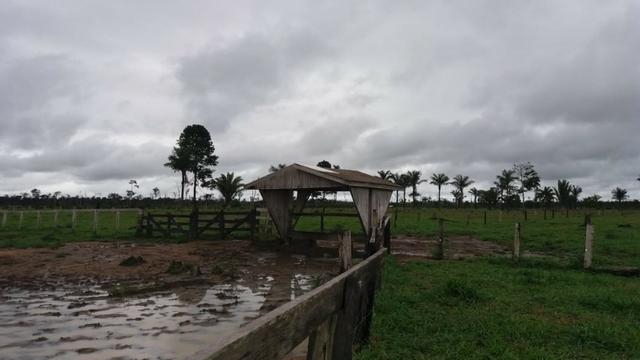Fazenda - Porto Belo Linha 120 - 900 hectares
