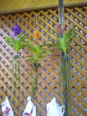 Orquídeas e plantas ornamentais - Produção Rural - Jardim Novo Campos  Elíseos, Campinas 643594961 | OLX