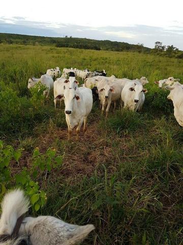 Vendo Fazenda Centro do Maranhão com excelente localização,terra teor argila 40/55% - Foto 19