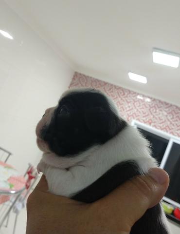 Bulldog Francês Filhotes Raríssimos - Foto 2