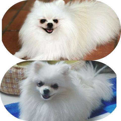 Spitz Alemão Anão Branca - Foto 3