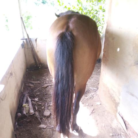 Potra muito linda! - Foto 2