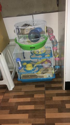 Vendo casal de hamster com gaiolas - Foto 3
