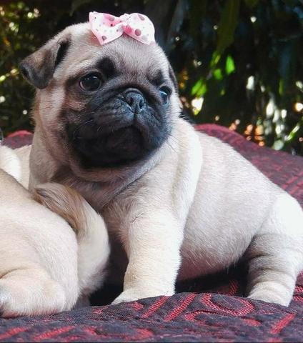 Filhotes machos de pug para reserva Nascidos 02/05 - Foto 5
