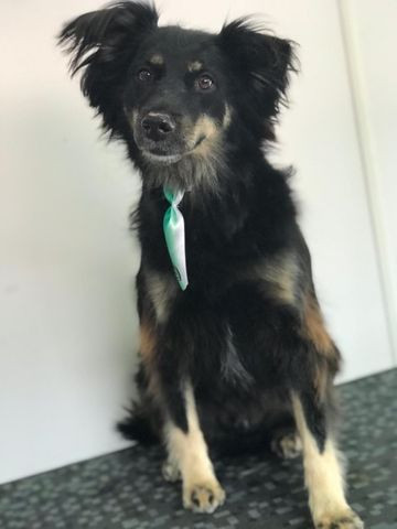 Doação cachorrinho - Foto 3