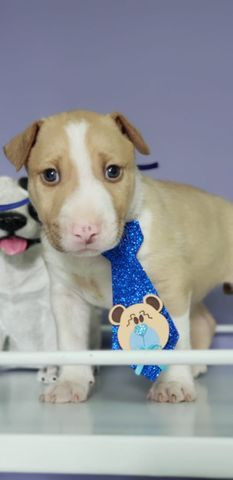 Bull Terrier MAchinho - Foto 2