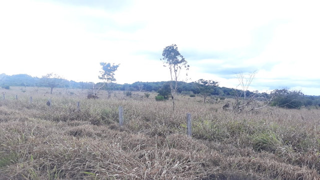 Fazenda 14.364 hectares em Alta Floresta-MT - Foto 10
