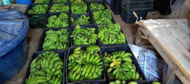 Banana nanica de Minas