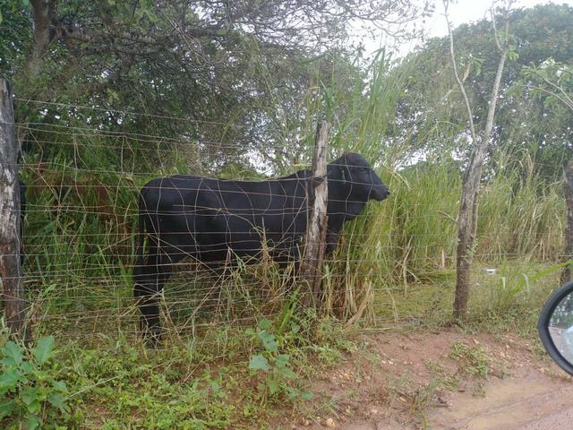 Granja com 8.8 hectares próximo da reta tabajara - Foto 5