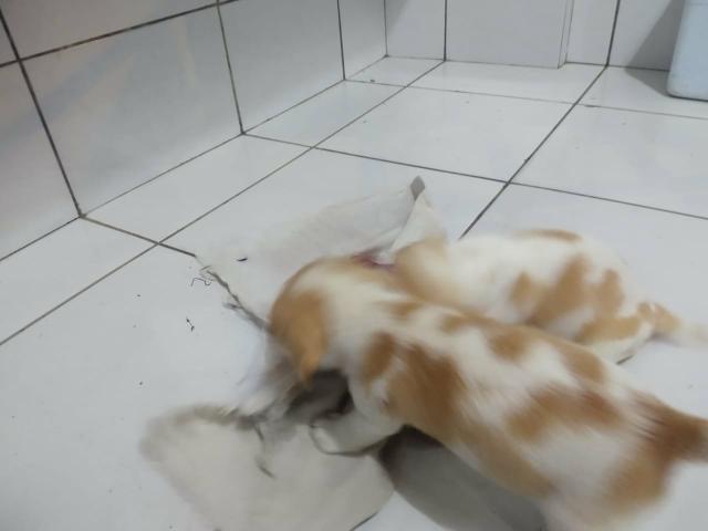 Filhotes Beagle Bicolor - Foto 4