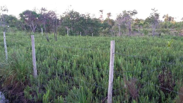 Terreno em Trancoso e Itaipu de dentro - Foto 2