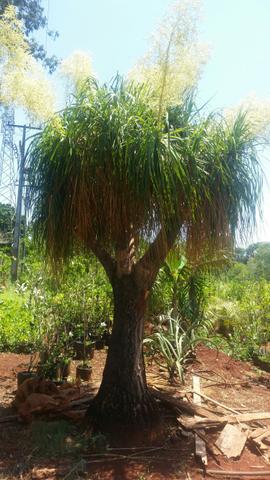 Plantas e jardin