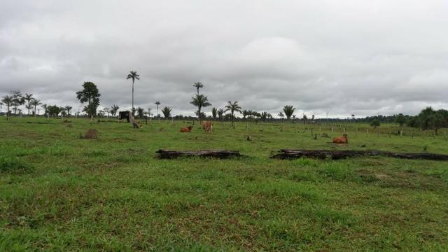 Fazenda - Porto Belo Linha 120 - 900 hectares - Foto 11