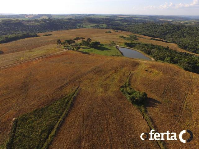 Fazenda com 54 alqueires em Mariental, na Lapa - Foto 5