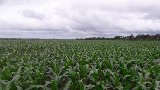 Vendo Fazenda Centro do Maranhão com excelente localização,terra teor argila 40/55% - Foto 15