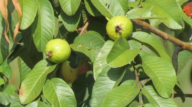 Vende-se Sítio no município de Lagamar 56 Hectares - Foto 3