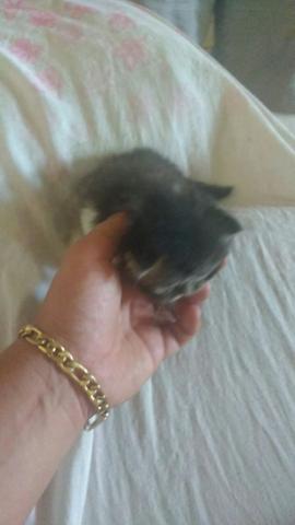 Gato Persa Fêmea - Foto 3
