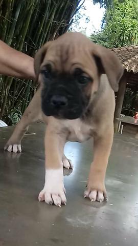 Filhotes de boxer - Foto 3