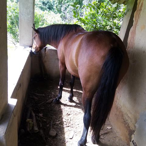Potra muito linda!
