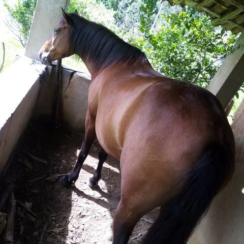 Potra muito linda! - Foto 4