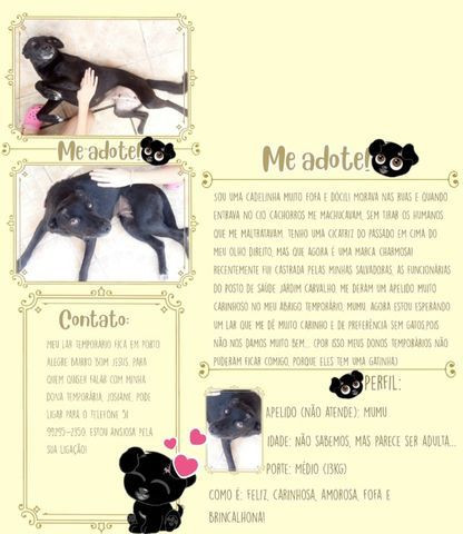 Doação de uma cachorrinha