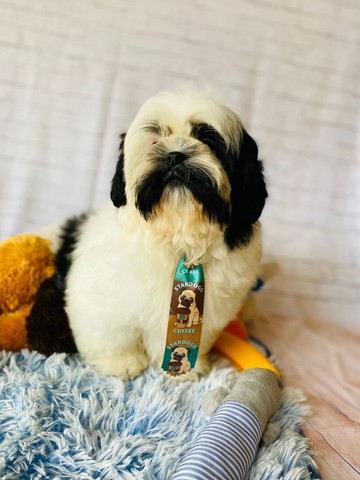 shih tzu mini toy olx