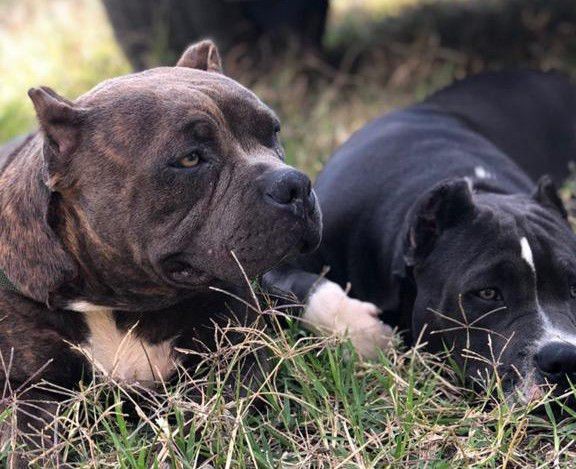 Fêmeas de American Bully com Pedigree 