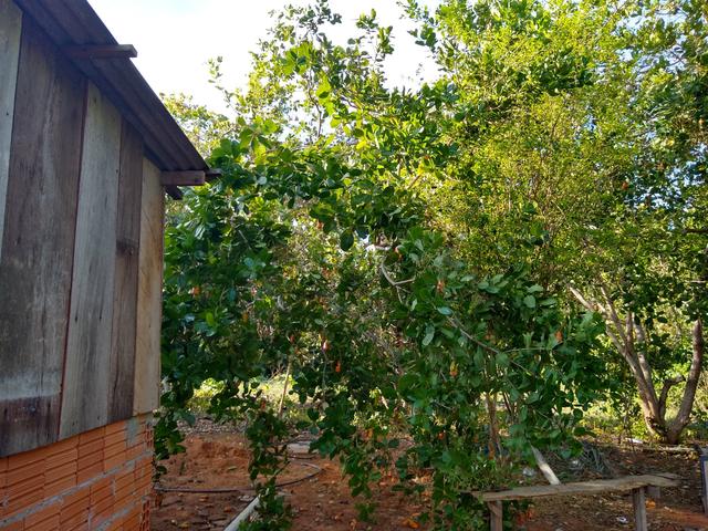 Sítio com rio - Foto 4