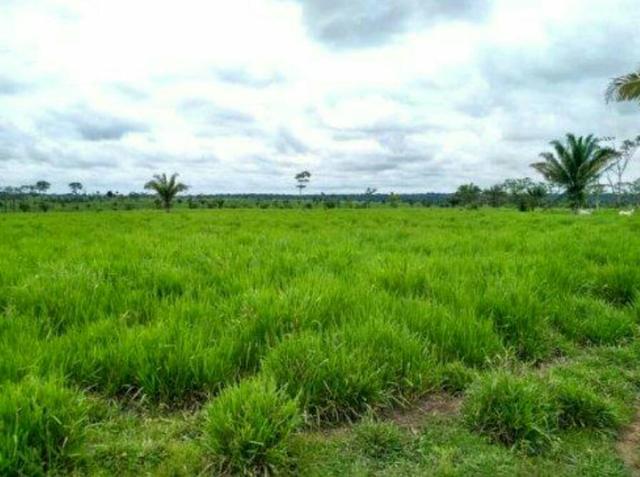 Propriedade Rural 84 Hectares com Título Definitivo - Foto 5