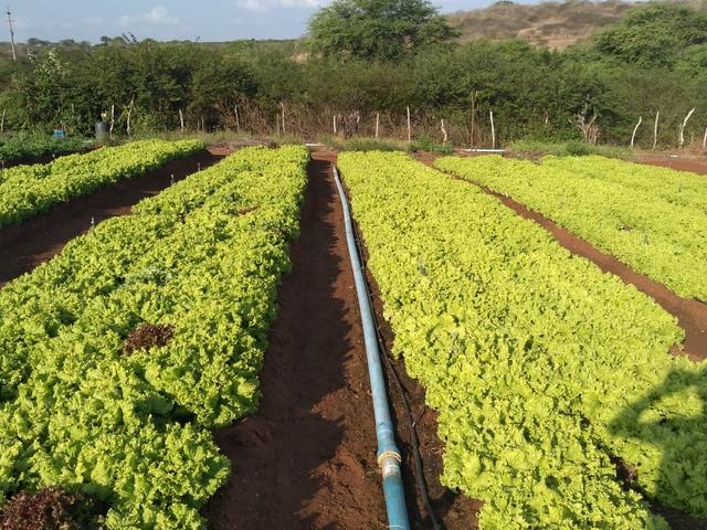 Granja em São Paulo do Potengi com estrutura - Foto 12