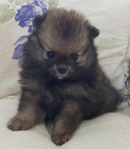 Lindo filhote de Spitz Alemão, com pedigree e ótima procedência