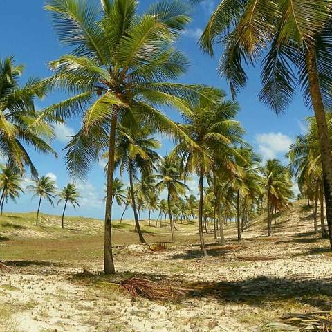 Terreno Beira Mar apenas R$8,00 m2 - Foto 4
