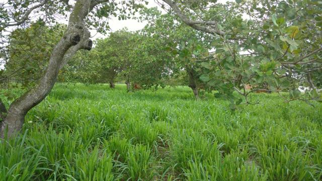 Granja com 8.8 hectares próximo da reta tabajara - Foto 14