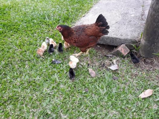 Sítio à venda em Extrema, Porto alegre cod:LU273316 - Foto 14