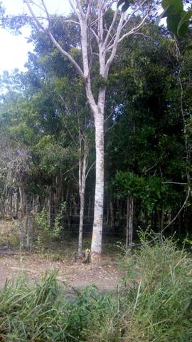 Terreno em Trancoso e Itaipu de dentro - Foto 3
