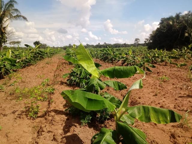 Fazenda entre Jangada e Rosário Oeste com 784 Hectares - Foto 6
