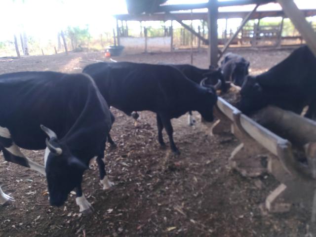 Vacas e novilhas - Foto 2