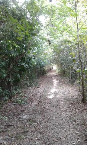 Sítio Santo Antônio do Tauá med.: 180 x 800 só R$ 150 mil - Foto 3