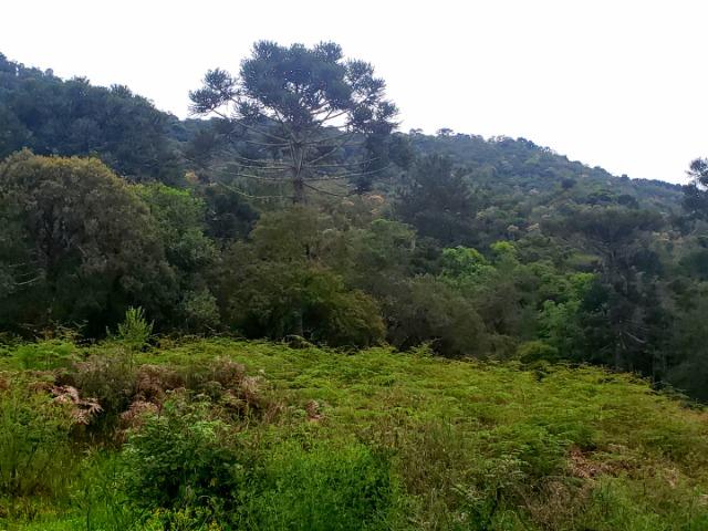 Exuberante Montanha com Rio - Foto 4