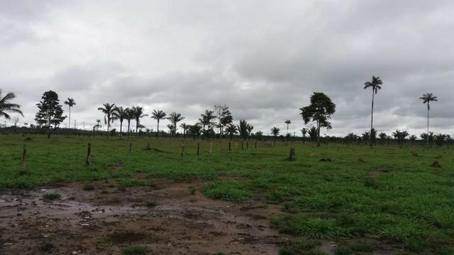 Fazenda - Porto Belo Linha 120 - 900 hectares - Foto 3