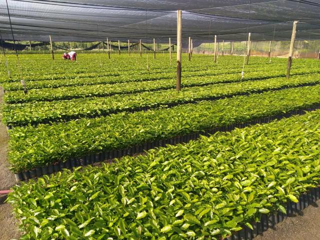 Mudas de café conilon clonal - Foto 4
