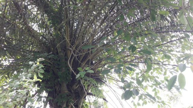 Vendo fazenda bem localizada com 726000m² - Foto 7