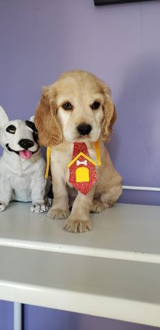 Cocker Machinho Foto Real