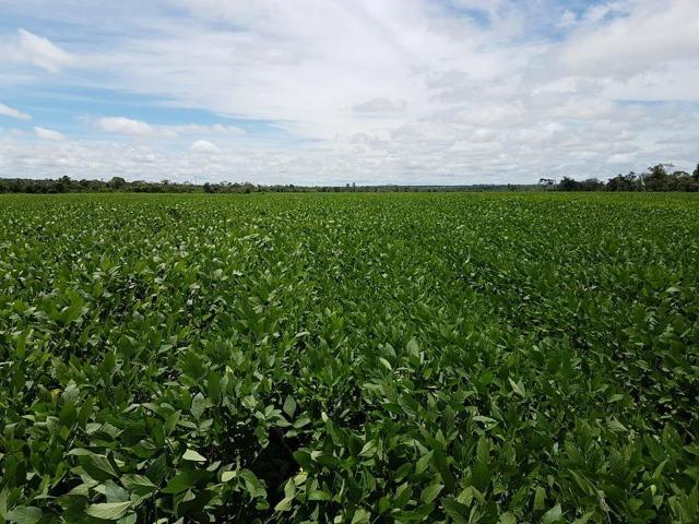 Vendo Fazenda Centro do Maranhão com excelente localização,terra teor argila 40/55% - Foto 20