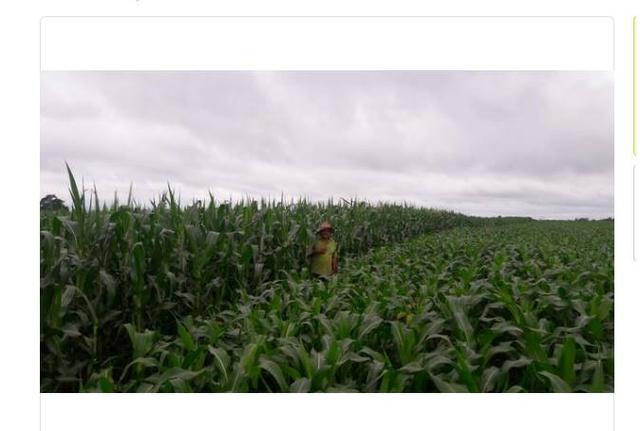 Vendo Fazenda Centro do Maranhão com excelente localização,terra teor argila 40/55% - Foto 4