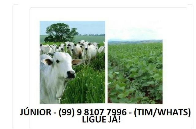 Procuro Terra de Vendas para Lavoura / Agricultura / Pecuária no Maranhão