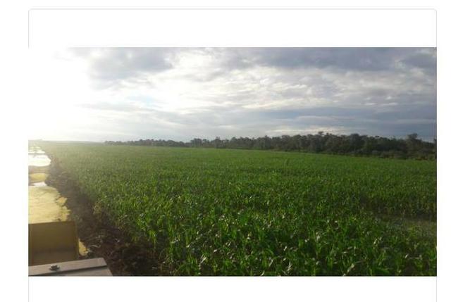 Vendo Fazenda Centro do Maranhão com excelente localização,terra teor argila 40/55% - Foto 7
