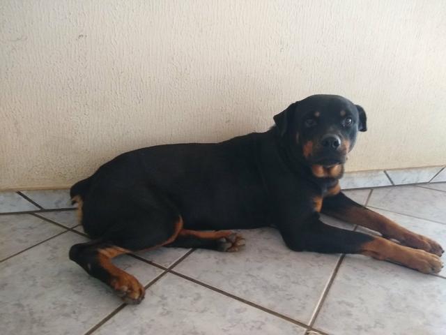 Rottweiler 12 meses